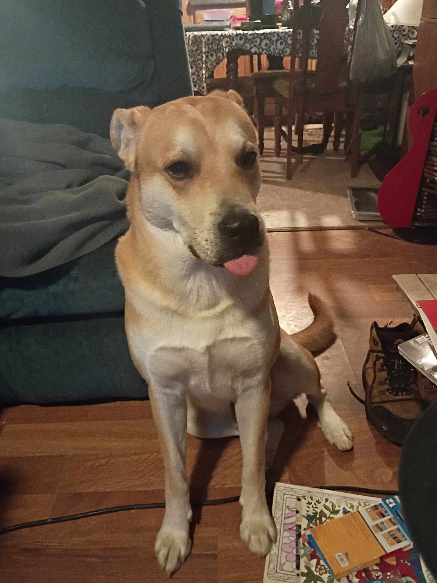 Mango joined the competition — help win amazing prizes! dog, tongue_out, sitting, wooden_floor, couch, blanket, table, chair, books, shoe, indoor, pet, brown_dog, flooring, tail, furniture, cozy, living_room, domestic, playful