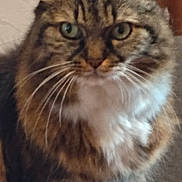 Chaussette a rejoint le concours — aidez-le/la à gagner de superbes lots ! animal, brown, cat, close_up, curious, domestic_cat, ears, feline, fluffy, fur, green_eyes, house, indoor, looking_at_camera, pet, portrait, sitting, tabby, whiskers, white_chest