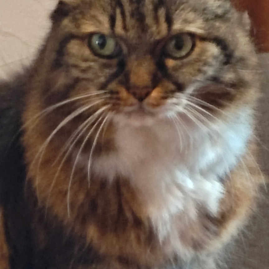 Chaussette a rejoint le concours — aidez-le/la à gagner de superbes lots ! animal, brown, cat, close_up, curious, domestic_cat, ears, feline, fluffy, fur, green_eyes, house, indoor, looking_at_camera, pet, portrait, sitting, tabby, whiskers, white_chest