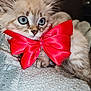 Alaska a rejoint le concours — aidez-le/la à gagner de superbes lots ! kitten, cat, blue_eyes, red_bow, fluffy, pet, animal, cute, close_up, soft_blanket, feline, indoor, portrait, adorable, young_cat, whiskers, paws, sleepy, cozy, domestic_animal