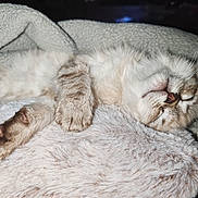 Alaska a rejoint le concours — aidez-le/la à gagner de superbes lots ! kitten, cat, sleeping, fluffy, paw, whiskers, blanket, cozy, fur, pet, cute, relaxed, indoor, animal, closeup, soft, nap, resting, mammal, comfort