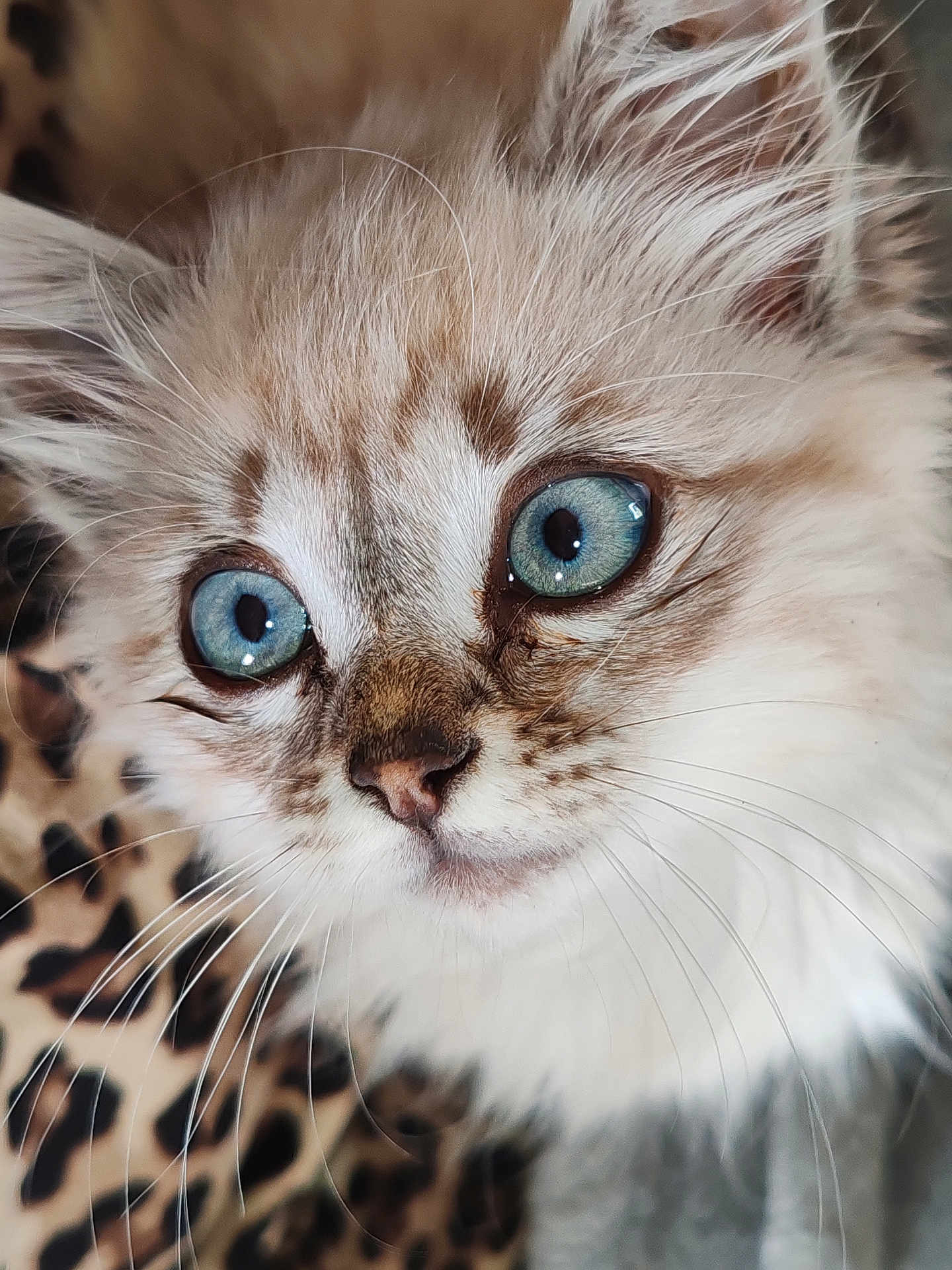 Alaska participe au concours pour gagner de l'argent avec cette photo : kitten, cat, blue_eyes, close_up, fluffy, whiskers, fur, animal, pet, cute, portrait, leopard_print, background, soft_light, indoor, feline, muzzle, nose, ears, young