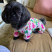 Abby joined the competition — help win amazing prizes! animal, black_dog, cactus_print, canine, carpet, couch, cozy, cute, dog, flamingo_print, fur, home_interior, indoors, living_room, looking, pet_clothing, pillow, pink_onesie, sitting, small_dog