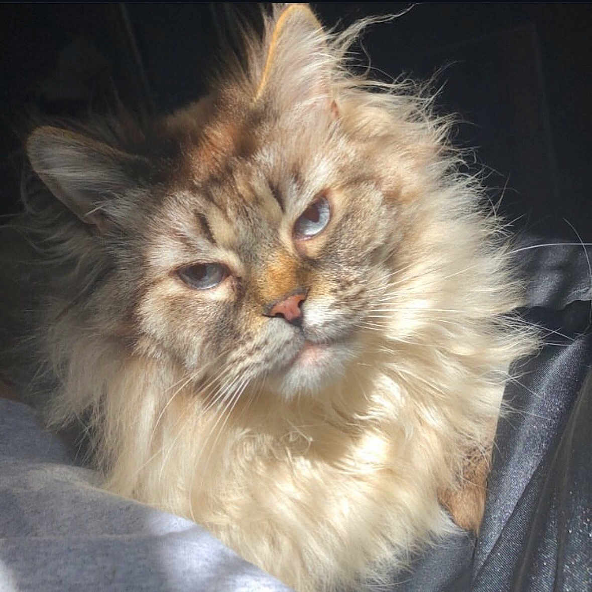 Felix joined the competition — help win amazing prizes! cat, fluffy, long_hair, feline, pet, portrait, close_up, blue_eyes, squinting, whiskers, fur, mane, cream_colored, brown, pink_nose, indoors, cuddly, resting, dark_background, animal_photography