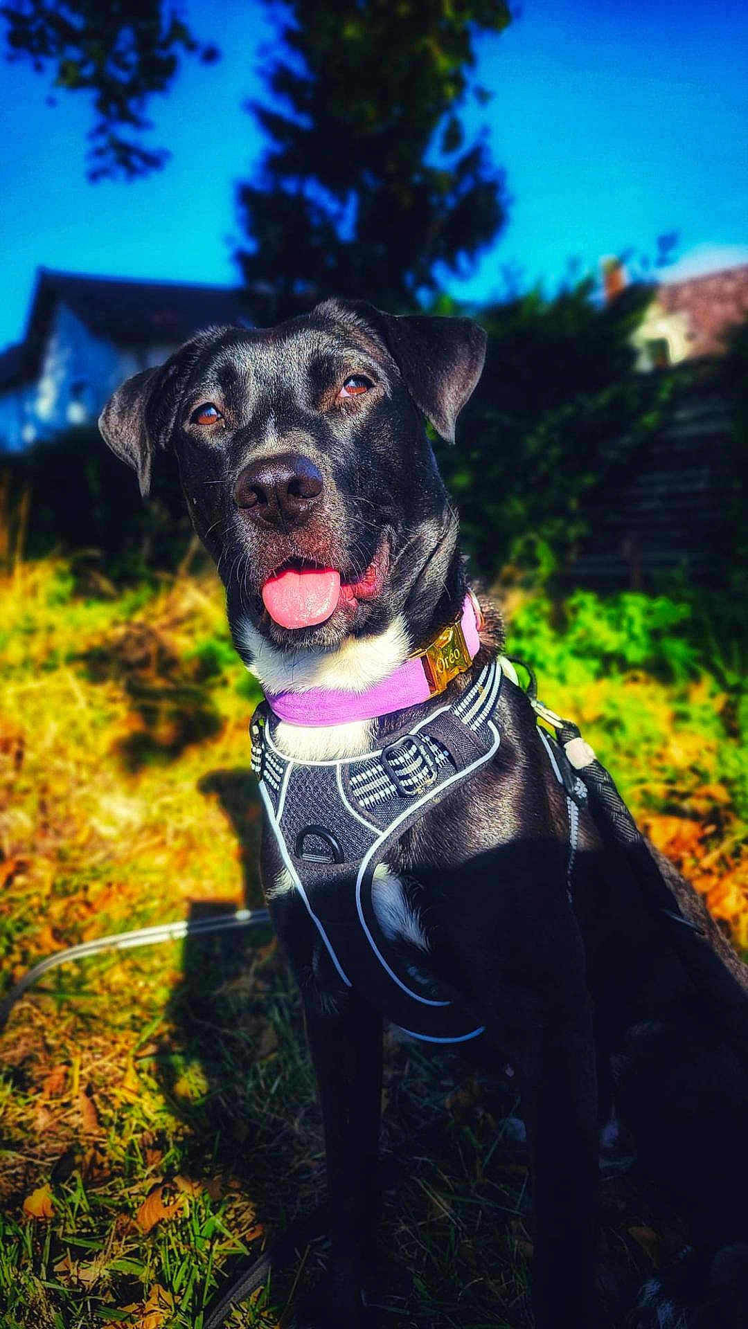Oréo participe au concours pour gagner de l'argent avec cette photo : dog, black_dog, outdoor, grass, purple_collar, harness, sunlight, pet, animal, tongue_out, sitting, nature, happy, canine, greenery, blurred_background, daytime, ears, fur, eyes