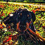 dog, puppy, doberman, grass, autumn_leaves, stick, outdoor, nature, sunlight, playful, chewing, animal, pet, fall, leaf_litter, blurred_background, blue_sky, person, trees, park