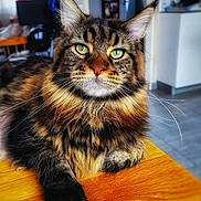 Uno participe au concours pour gagner de l'argent avec cette photo : cat, maine_coon, green_eyes, fur, whiskers, table, wooden_table, indoor, pet, animal, feline, closeup, portrait, relaxed, house, home_interior, blurred_background, tabby, paw, long_hair