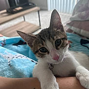 Tony is registered to the contest to win money with this photo: kitten, cat, pet, animal, closeup, cute, paw, pink_nose, whiskers, indoor, blanket, tattoo, human_arm, feline, curious, playful, soft, cozy, resting, domestic_animal