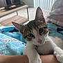kitten, cat, pet, animal, closeup, cute, paw, pink_nose, whiskers, indoor, blanket, tattoo, human_arm, feline, curious, playful, soft, cozy, resting, domestic_animal