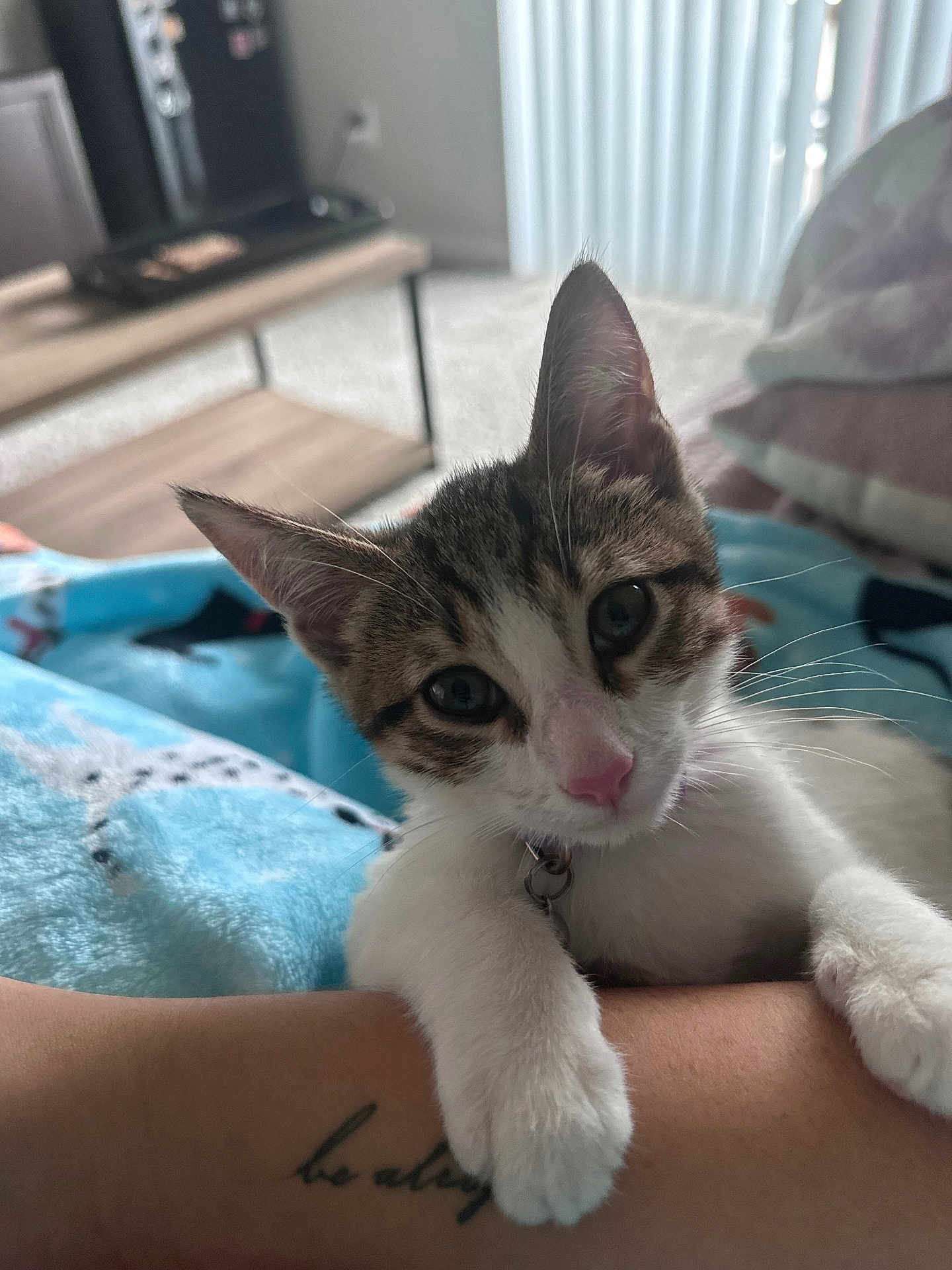 Tony is registered to the contest to win money with this photo: kitten, cat, pet, animal, closeup, cute, paw, pink_nose, whiskers, indoor, blanket, tattoo, human_arm, feline, curious, playful, soft, cozy, resting, domestic_animal