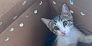 Tony joined the competition — help win amazing prizes! animal, cardboard_box, cat, close_up, curious, cute, ears, feline, indoor, kitten, looking_up, paws, pet, pink_nose, playful, small, tabby, whiskers, white_fur, young_cat