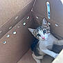 kitten, cat, cardboard_box, pet, animal, whiskers, curious, indoor, young_cat, feline, playful, close_up, cute, small, tabby, white_fur, pink_nose, ears, paws, looking_up