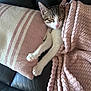 cat, kitten, sleeping, couch, blanket, pillow, pink, white, fur, pet, relaxed, cozy, indoor, domestic, whiskers, paw, nose, ears, soft, resting