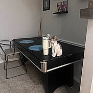 Tony is registered to the contest to win money with this photo: carpet, cat, chair, cup, decoration, domestic_animal, floor, furniture, gray_wall, indoor, pet, pool_table, quiet, relaxed, room, shelf, small_cat, table, travel_mug, wall_art