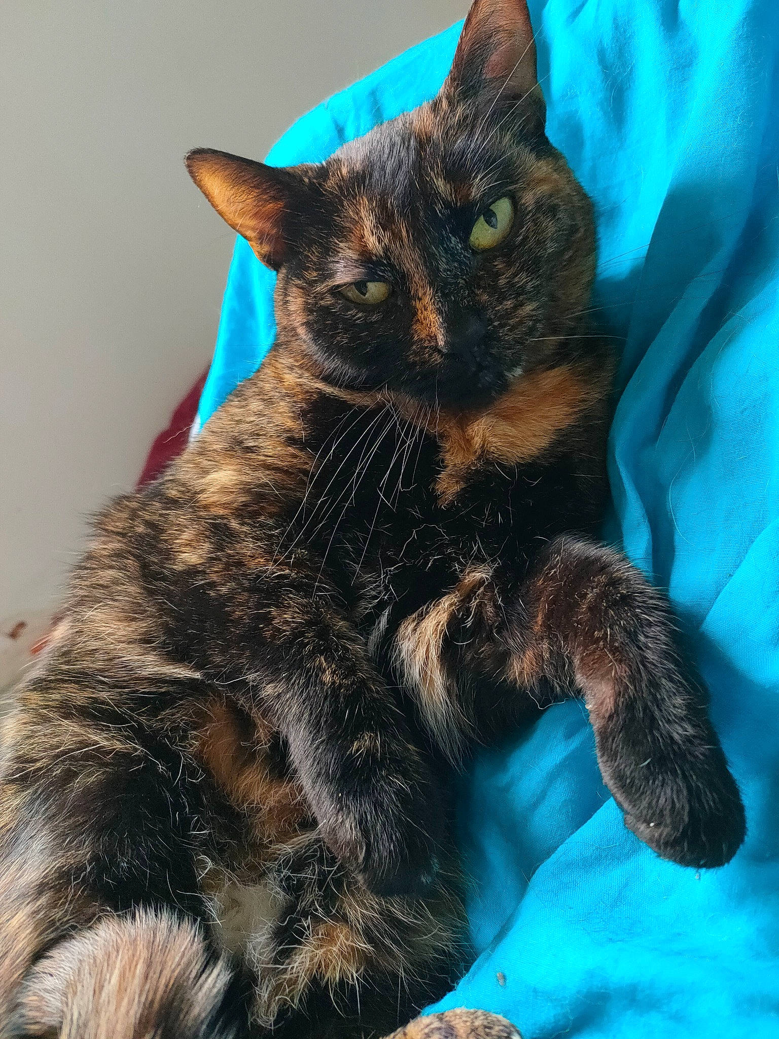 Athena a rejoint le concours — aidez-le/la à gagner de superbes lots ! black_cat, blue, bombay, carnivore, cat, cat_supply, claw, comfort, domestic_short_haired_cat, electric_blue, eye, felidae, foot, fur, iris, paw, small_to_medium_sized_cats, snout, tail, whiskers