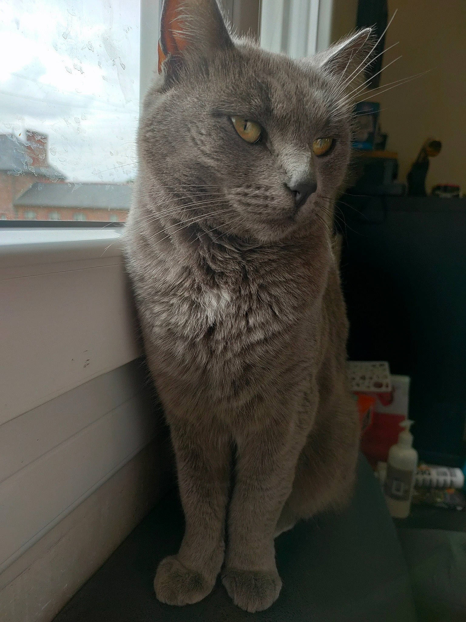 Nyx participe au concours pour gagner de l'argent avec cette photo : carnivore, cat, cat_supply, cloud, domestic_short_haired_cat, felidae, fur, grey, russian_blue, sky, small_to_medium_sized_cats, snout, whiskers, window