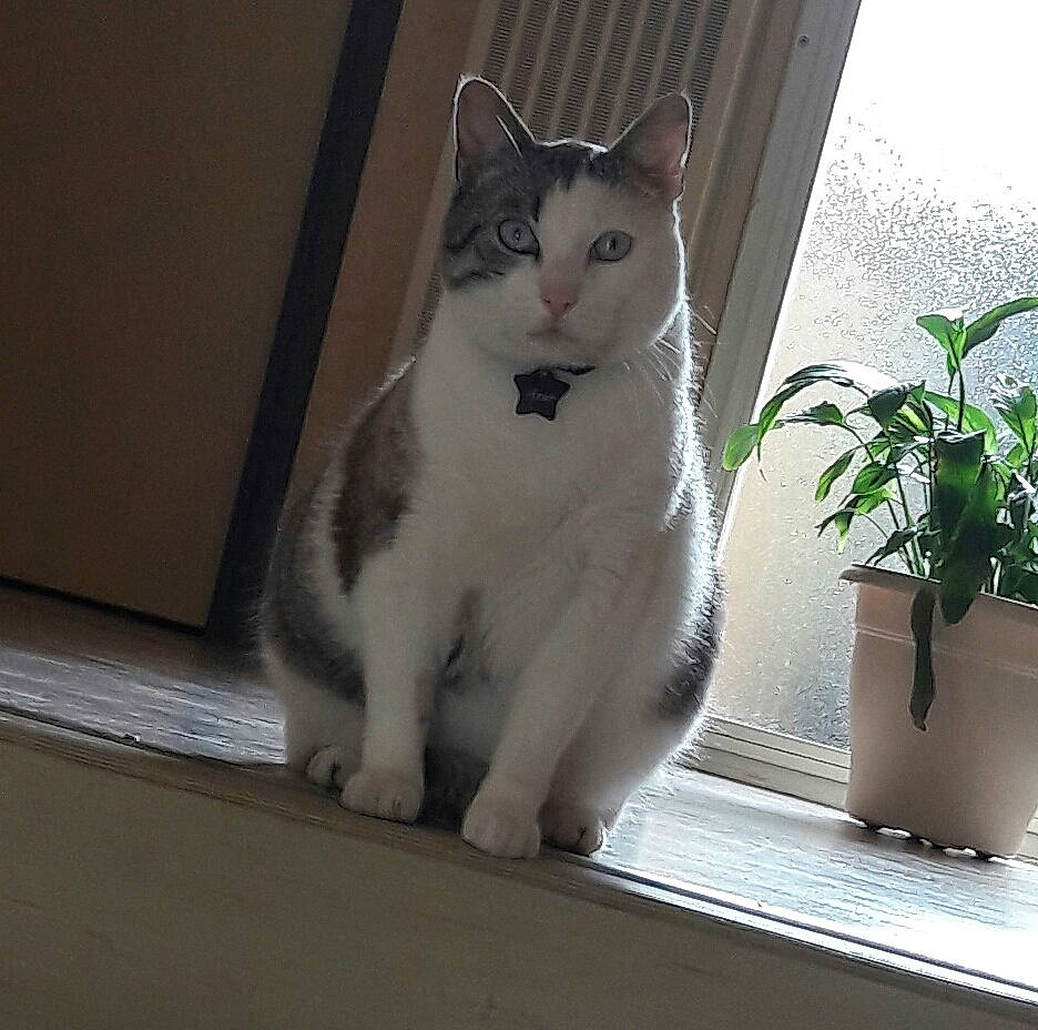 Azur a rejoint le concours — aidez-le/la à gagner de superbes lots ! carnivore, cat, domestic_short_haired_cat, door, eye, felidae, flooring, flowerpot, fur, grey, head, houseplant, leg, paw, plant, small_to_medium_sized_cats, snout, tail, whiskers, window