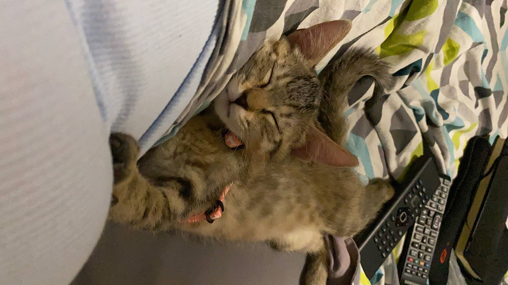 Gioia participe au concours pour gagner de l'argent avec cette photo : carnivore, cat, domestic_short_haired_cat, dragon_li, european_shorthair, felidae, fur, kitten, ocicat, pixie_bob, small_to_medium_sized_cats, tabby_cat, whiskers