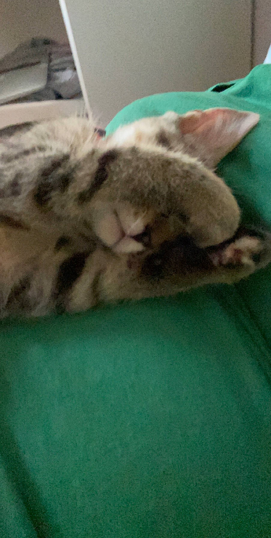 Gioia participe au concours pour gagner de l'argent avec cette photo : american_shorthair, carnivore, cat, domestic_short_haired_cat, european_shorthair, felidae, fur, kitten, pixie_bob, small_to_medium_sized_cats, tabby_cat, whiskers