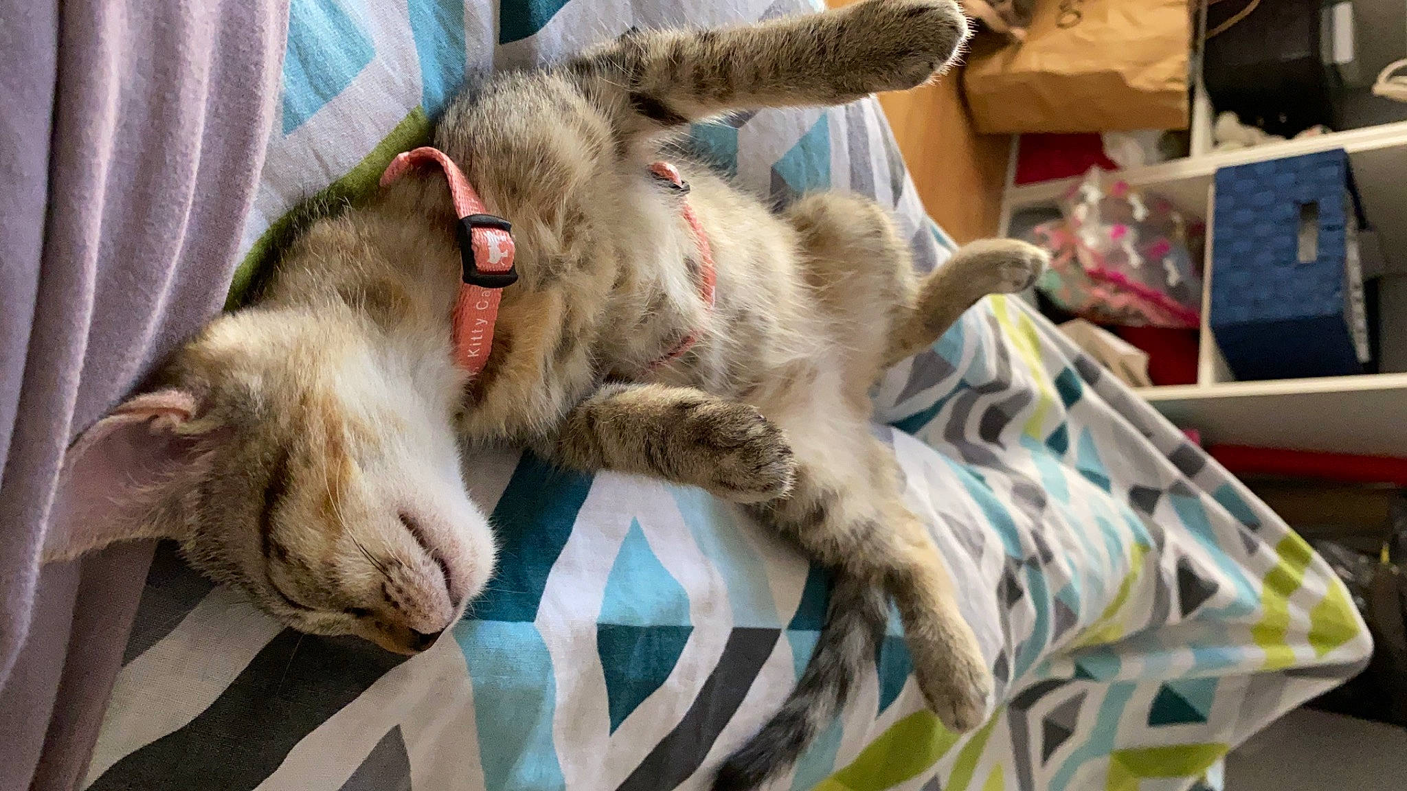 Gioia a rejoint le concours — aidez-le/la à gagner de superbes lots ! australian_mist, carnivore, cat, claw, domestic_short_haired_cat, dragon_li, european_shorthair, felidae, fur, kitten, mammal, nap, ocicat, oriental_longhair, pixie_bob, sleep, small_to_medium_sized_cats, tabby_cat, tail, whiskers