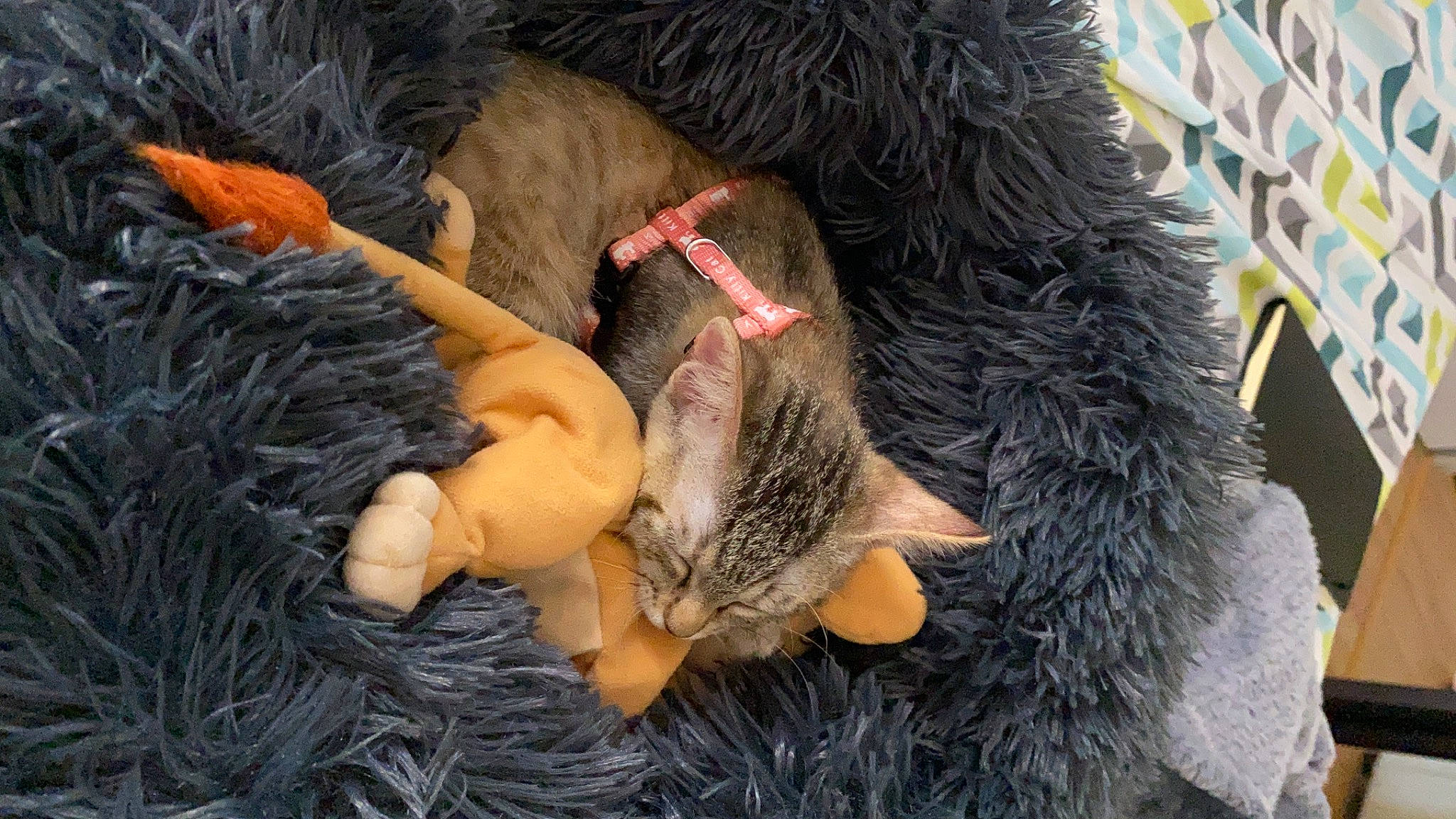 Gioia a rejoint le concours — aidez-le/la à gagner de superbes lots ! canidae, carnivore, cat, claw, fawn, felidae, fur, small_to_medium_sized_cats