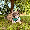Marlo participe au concours pour gagner de l'argent avec cette photo : cat, feline, pet, animal, outdoor, grass, garden, tree, nature, greenery, harness, collar, blue_eyes, whiskers, ears, sitting, lying_down, portrait, sunlight, backyard
