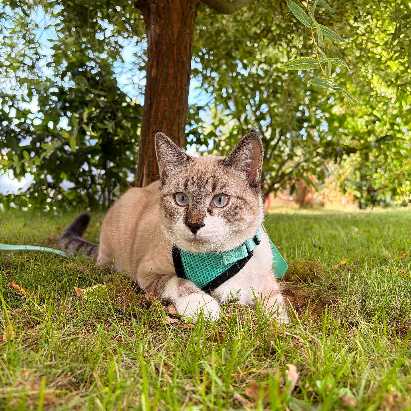 Marlo participe au concours pour gagner de l'argent avec cette photo : cat, feline, pet, animal, outdoor, grass, garden, tree, nature, greenery, harness, collar, blue_eyes, whiskers, ears, sitting, lying_down, portrait, sunlight, backyard