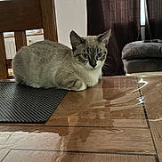 Marlo participe au concours pour gagner de l'argent avec cette photo : cat, kitten, animal, pet, sitting, indoors, home, dining_table, wooden_table, placemat, chair, sofa, curtains, window, sunlight, reflection, gray_fur, white_chest, pointed_ears, portrait