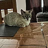 cat, kitten, animal, pet, sitting, indoors, home, dining_table, wooden_table, placemat, chair, sofa, curtains, window, sunlight, reflection, gray_fur, white_chest, pointed_ears, portrait
