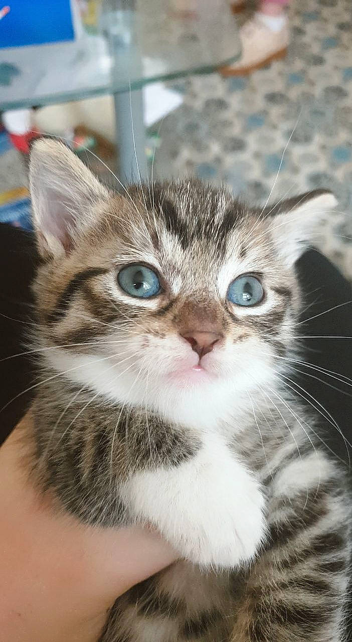 Fanta participe au concours pour gagner de l'argent avec cette photo : carnivore, cat, claw, domestic_short_haired_cat, ear, eye, felidae, fur, iris, paw, small_to_medium_sized_cats, snout, whiskers, window