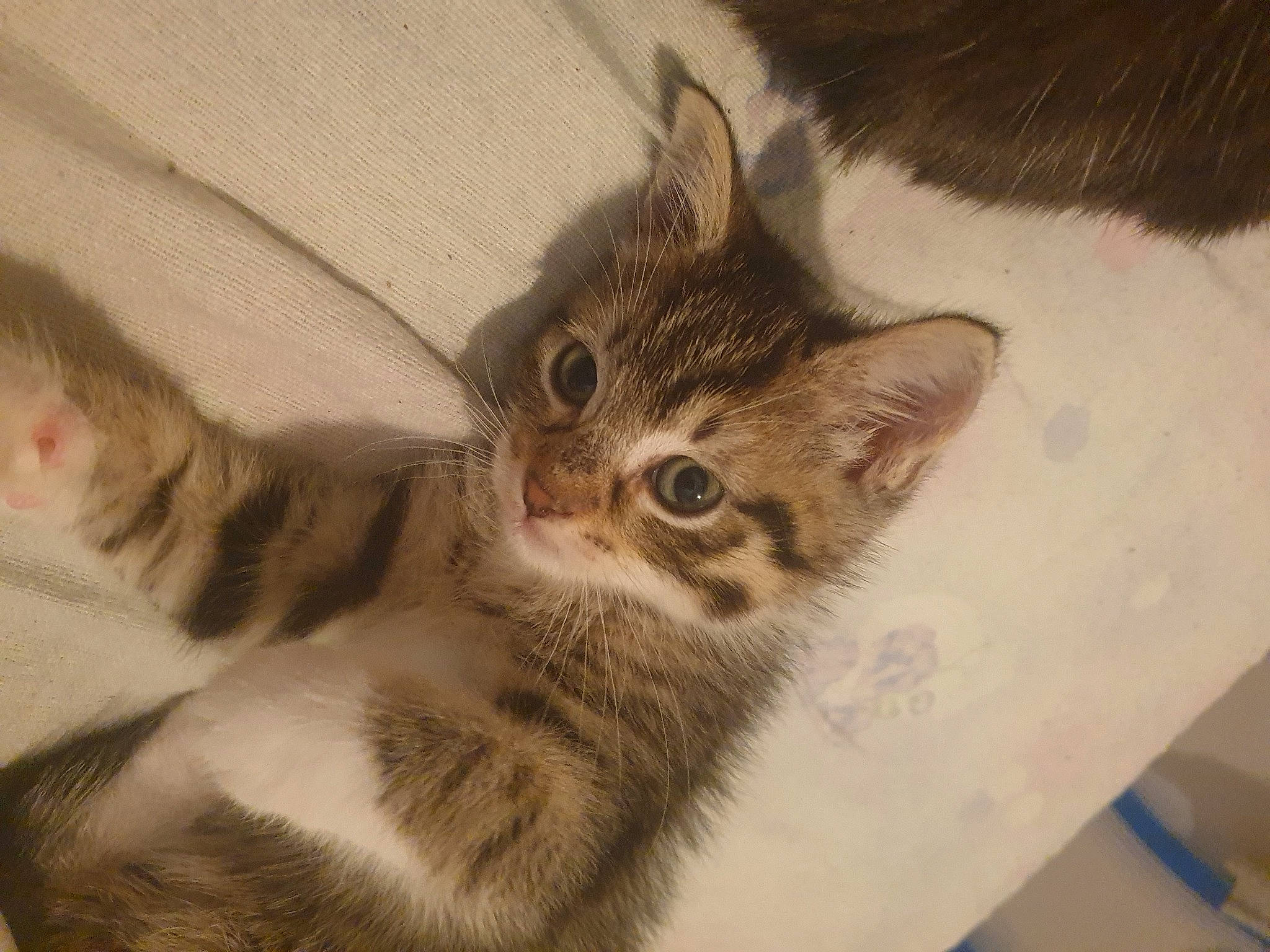 Fanta participe au concours pour gagner de l'argent avec cette photo : carnivore, cat, claw, comfort, domestic_short_haired_cat, door, ear, eye, felidae, fur, gesture, head, paw, small_to_medium_sized_cats, snout, tail, terrestrial_animal, visual_arts, whiskers, window