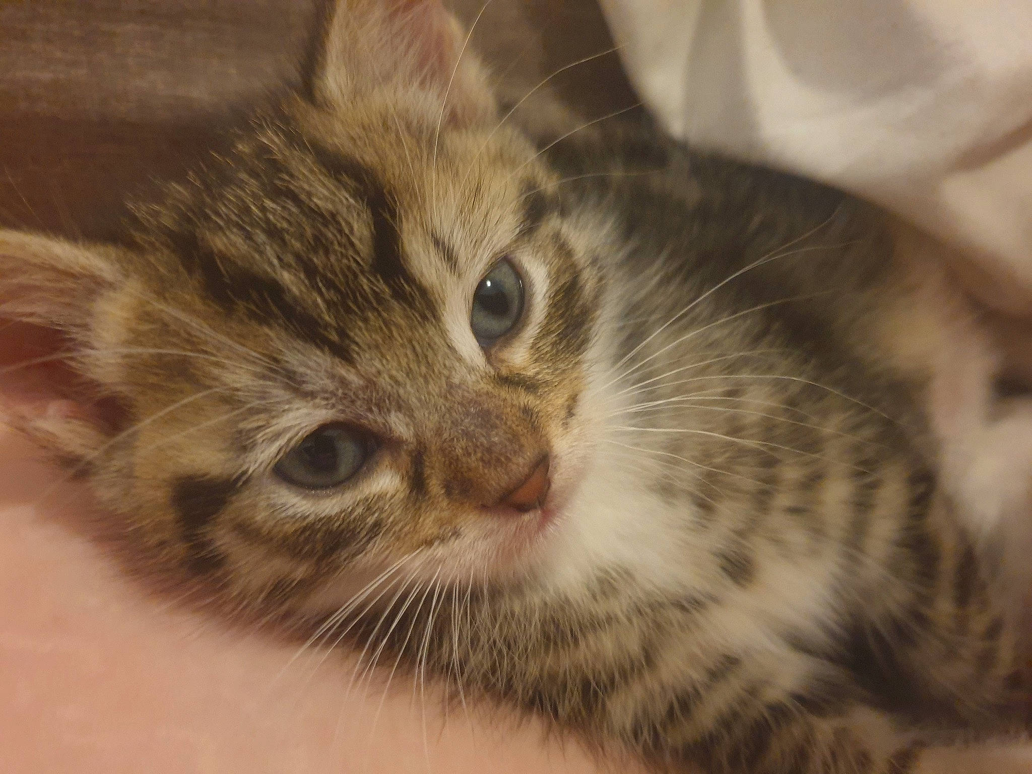 Fanta participe au concours pour gagner de l'argent avec cette photo : carnivore, cat, domestic_short_haired_cat, ear, eye, felidae, fur, iris, paw, small_to_medium_sized_cats, snout, terrestrial_animal, whiskers, window