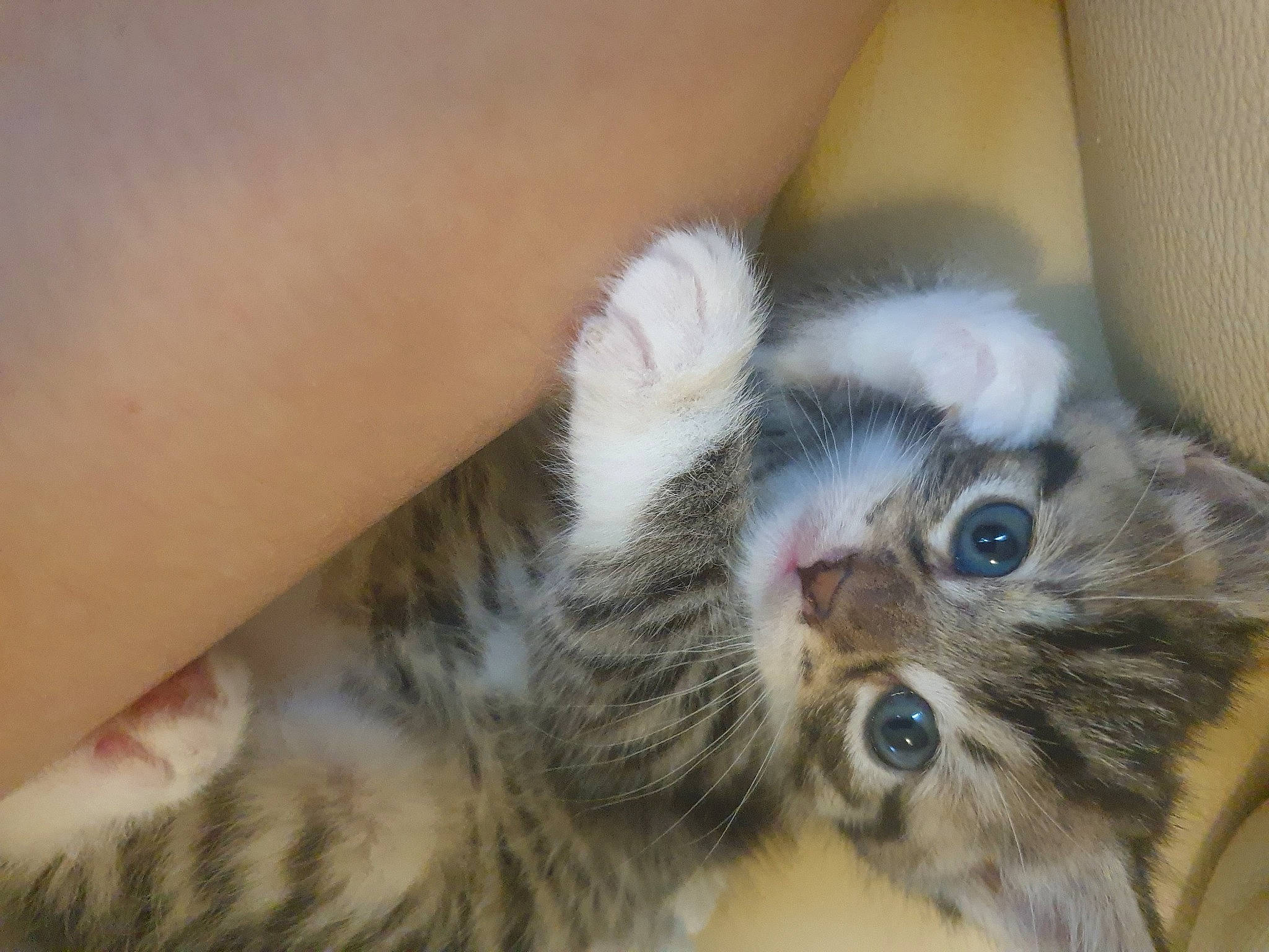 Fanta a rejoint le concours — aidez-le/la à gagner de superbes lots ! carnivore, cat, comfort, domestic_short_haired_cat, felidae, flesh, fur, iris, kitten, skin, small_to_medium_sized_cats, snout, tabby_cat, terrestrial_animal, vertebrate, whiskers