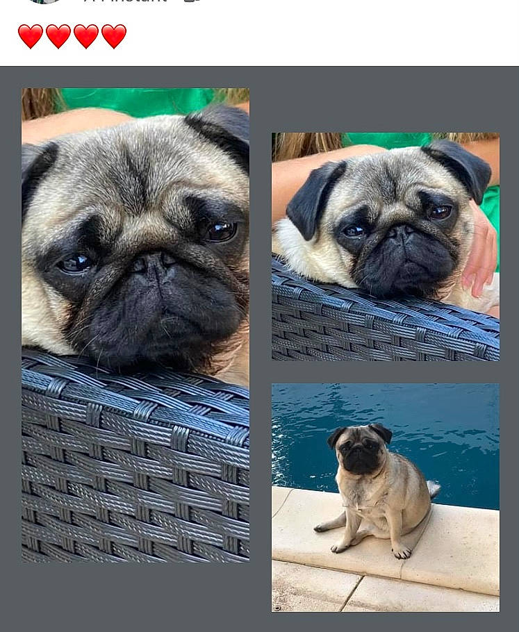 Shiva participe au concours pour gagner de l'argent avec cette photo : canidae, carnivore, companion_dog, dog, dog_breed, dog_collar, door, fawn, mammal, non_sporting_group, photo_caption, photograph, pug, snapshot, snout, sporting_group, toy_dog, vertebrate, working_animal, wrinkle