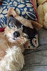 Harris is registered to the contest to win money with this photo: canidae, carnivore, comfort, companion_dog, dog, dog_breed, dog_supply, fawn, fur, hardwood, linens, liver, non_sporting_group, pattern, sporting_group, toy_dog, wood, working_animal