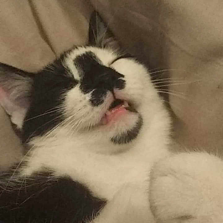 Nova is registered to the contest to win money with this photo: aegean_cat, american_wirehair, asian, black_and_white, carnivore, cat, domestic_short_haired_cat, ear, felidae, fur, japanese_bobtail, kitten, mammal, nose, paw, polydactyl_cat, small_to_medium_sized_cats, snout, tail, whiskers