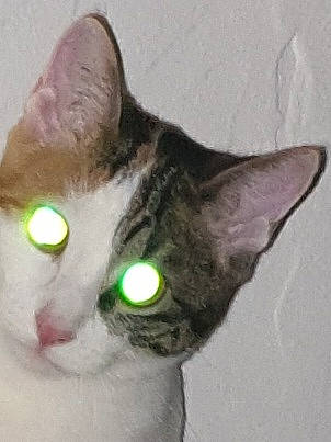 Bella a rejoint le concours — aidez-le/la à gagner de superbes lots ! carnivore, cat, domestic_short_haired_cat, felidae, fur, iris, small_to_medium_sized_cats, snout, whiskers