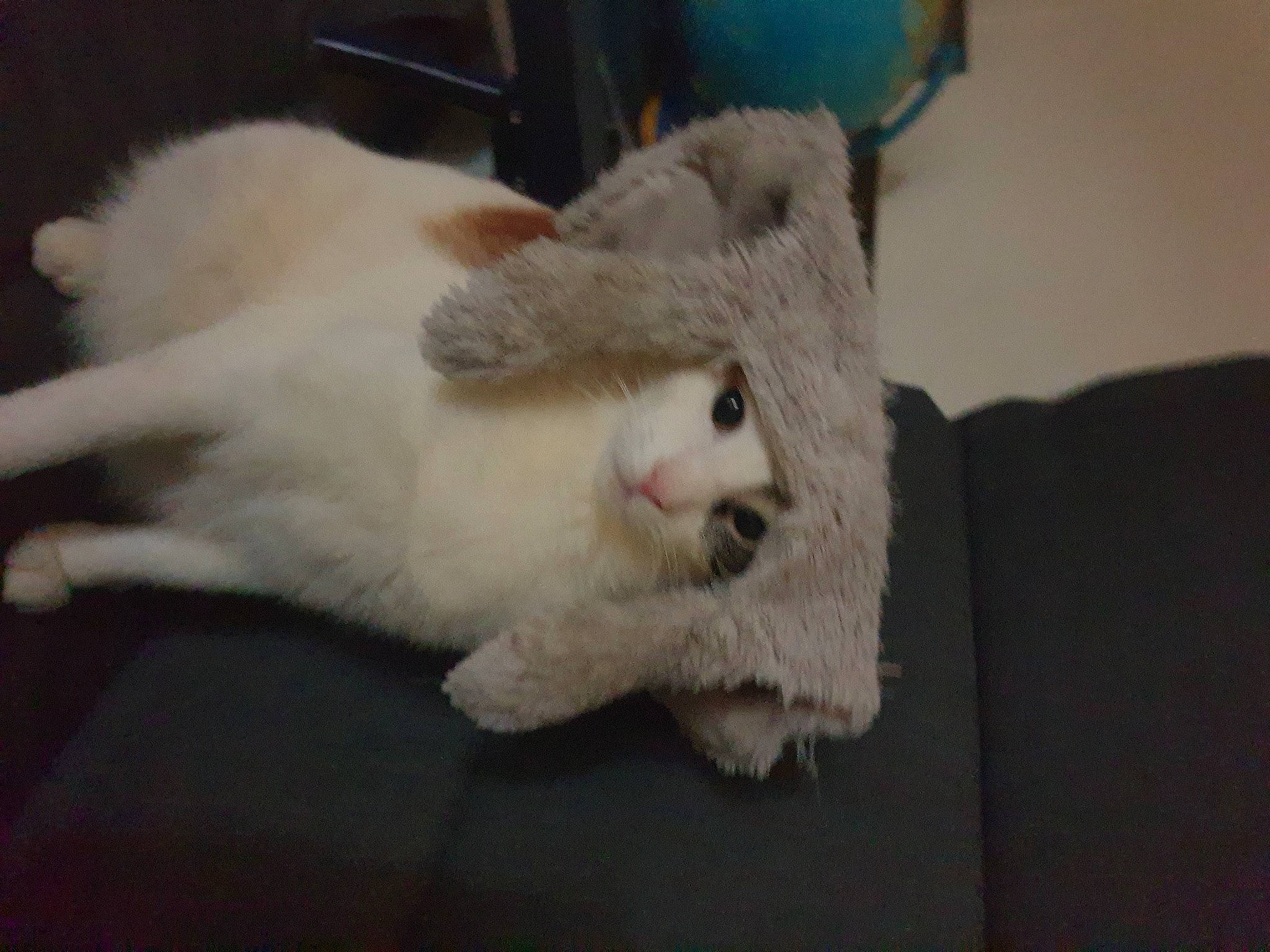 Bella participe au concours pour gagner de l'argent avec cette photo : canidae, carnivore, cat, claw, comfort, companion_dog, dog_breed, domestic_short_haired_cat, eye, fawn, felidae, fur, nap, paw, sleep, small_to_medium_sized_cats, tail, whiskers, wool, woven_fabric