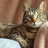 Altair participe au concours pour gagner de l'argent avec cette photo : animal, blanket, cat, closeup, comfortable, cozy, cushion, ears, feline, fur, green_eyes, home, indoors, pet, portrait, relaxed, resting, soft_texture, tabby, whiskers