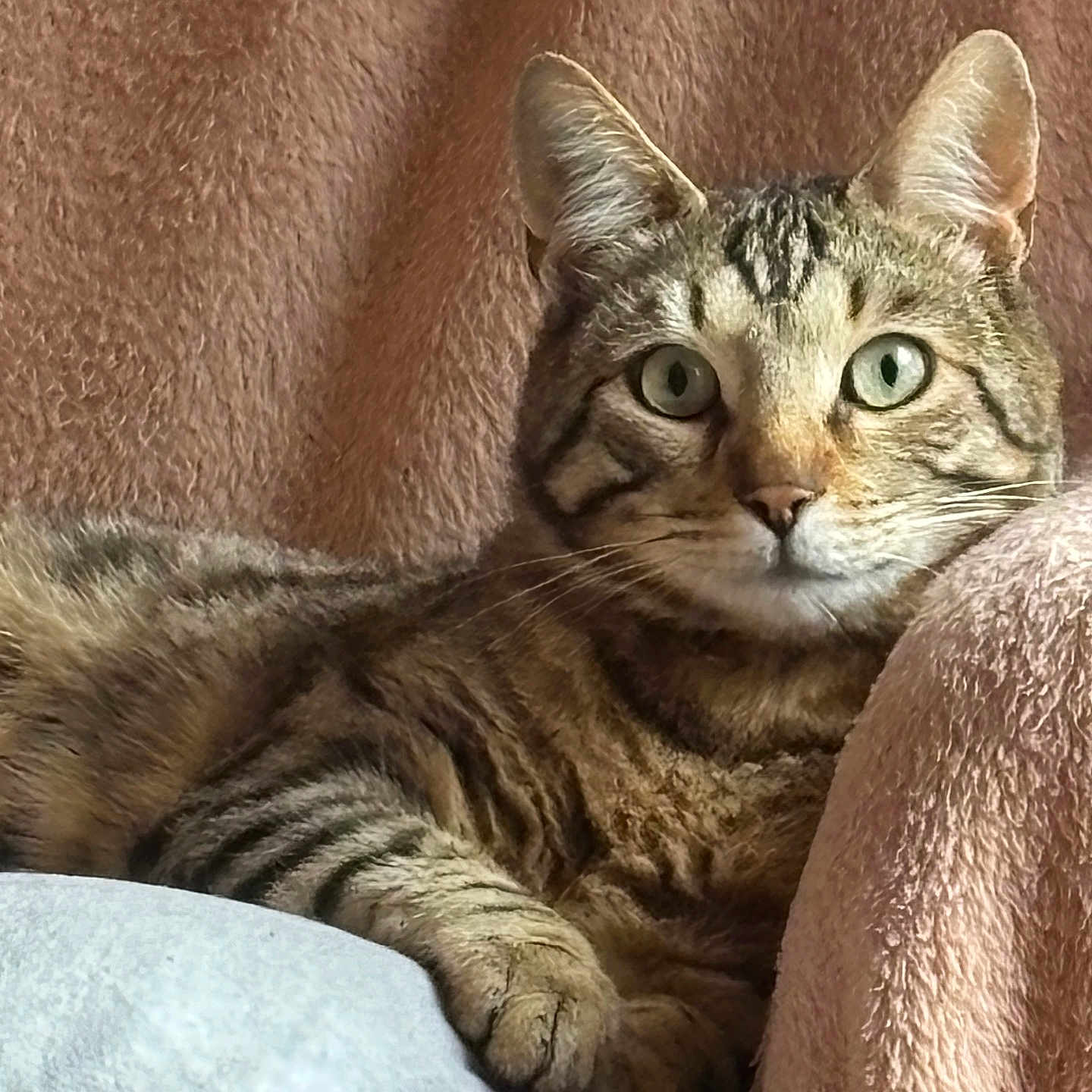 Altair
