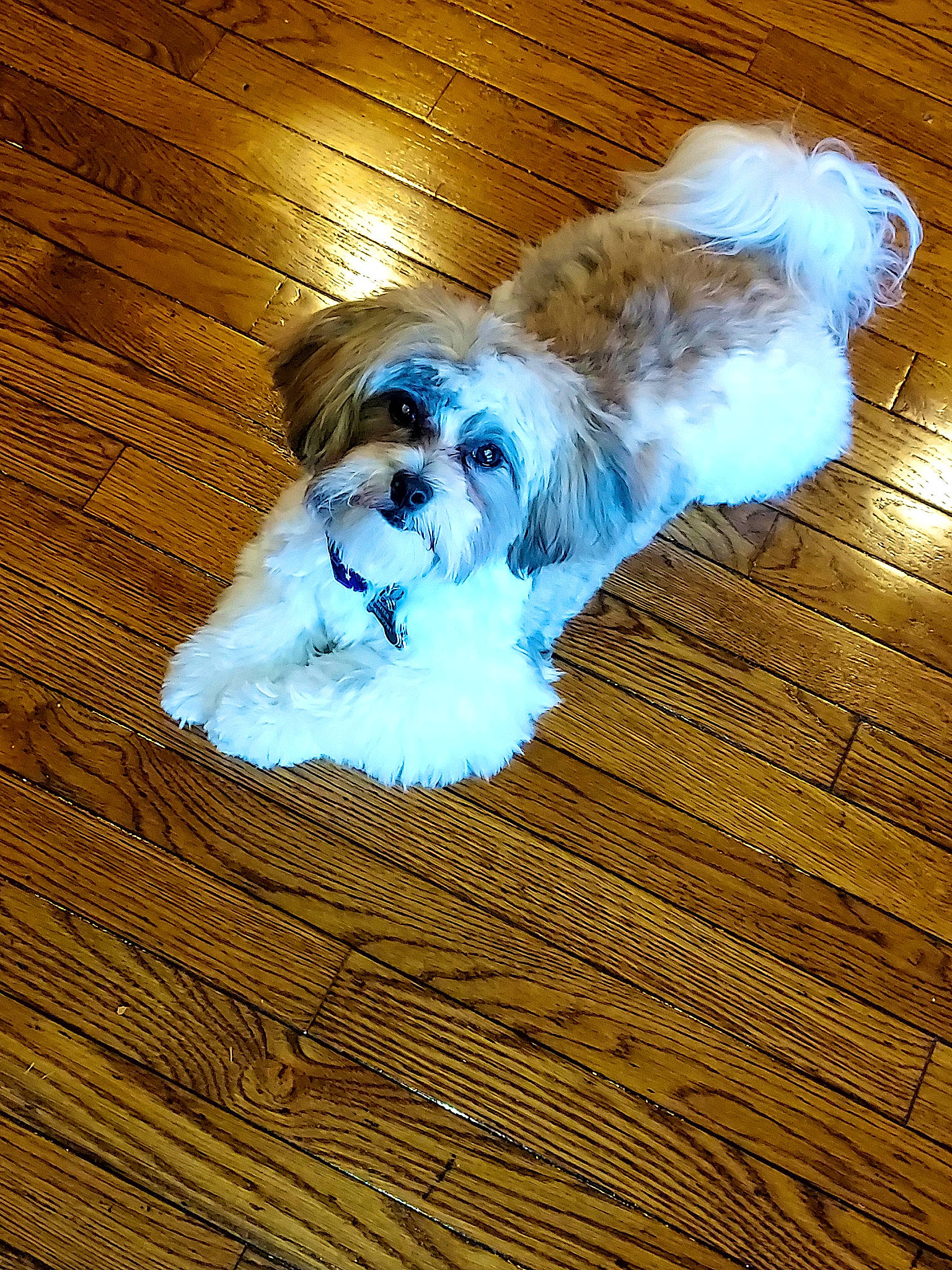 Hunter is registered to the contest to win money with this photo: canidae, carnivore, companion_dog, dog, dog_breed, dog_supply, fawn, flooring, fur, hardwood, liver, maltepoo, shih_tzu, small_terrier, snout, sporting_group, tail, terrier, toy_dog, wood