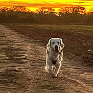 Winnie participe au concours pour gagner de l'argent avec cette photo : animal, canine, dirt_path, dog, evening, field, golden_hour, landscape, nature, outdoor, pet, running, rural, silhouette, sky, sunset, sunset_sky, trees, walking, white_dog