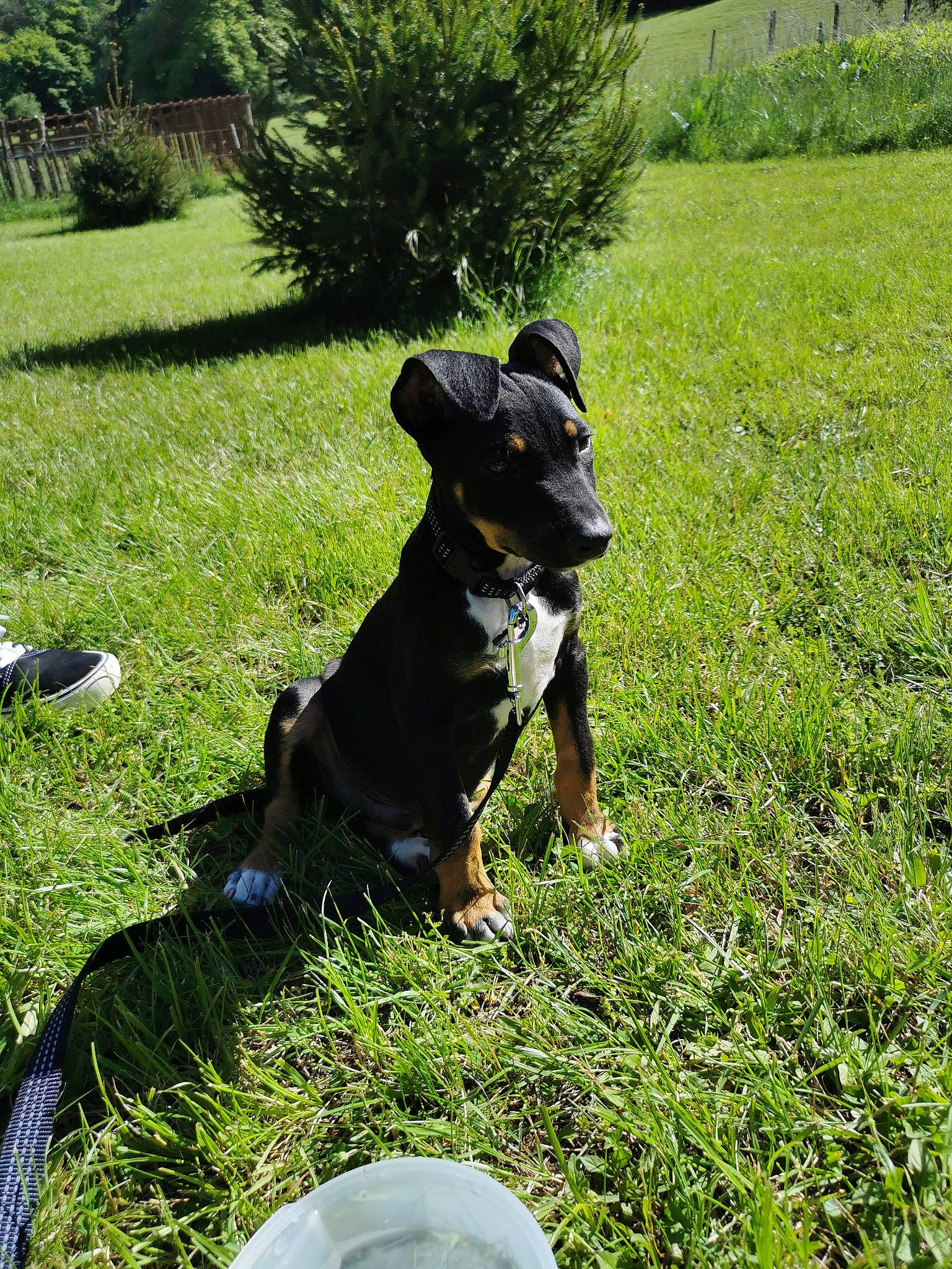 Snatch participe au concours pour gagner de l'argent avec cette photo : carnivore, companion_dog, dog, dog_breed, dog_collar, garden, grass, grass_family, grassland, groundcover, lawn, leaf, people_in_nature, plant, shadow, shrub, sporting_group, tail, tree, working_animal