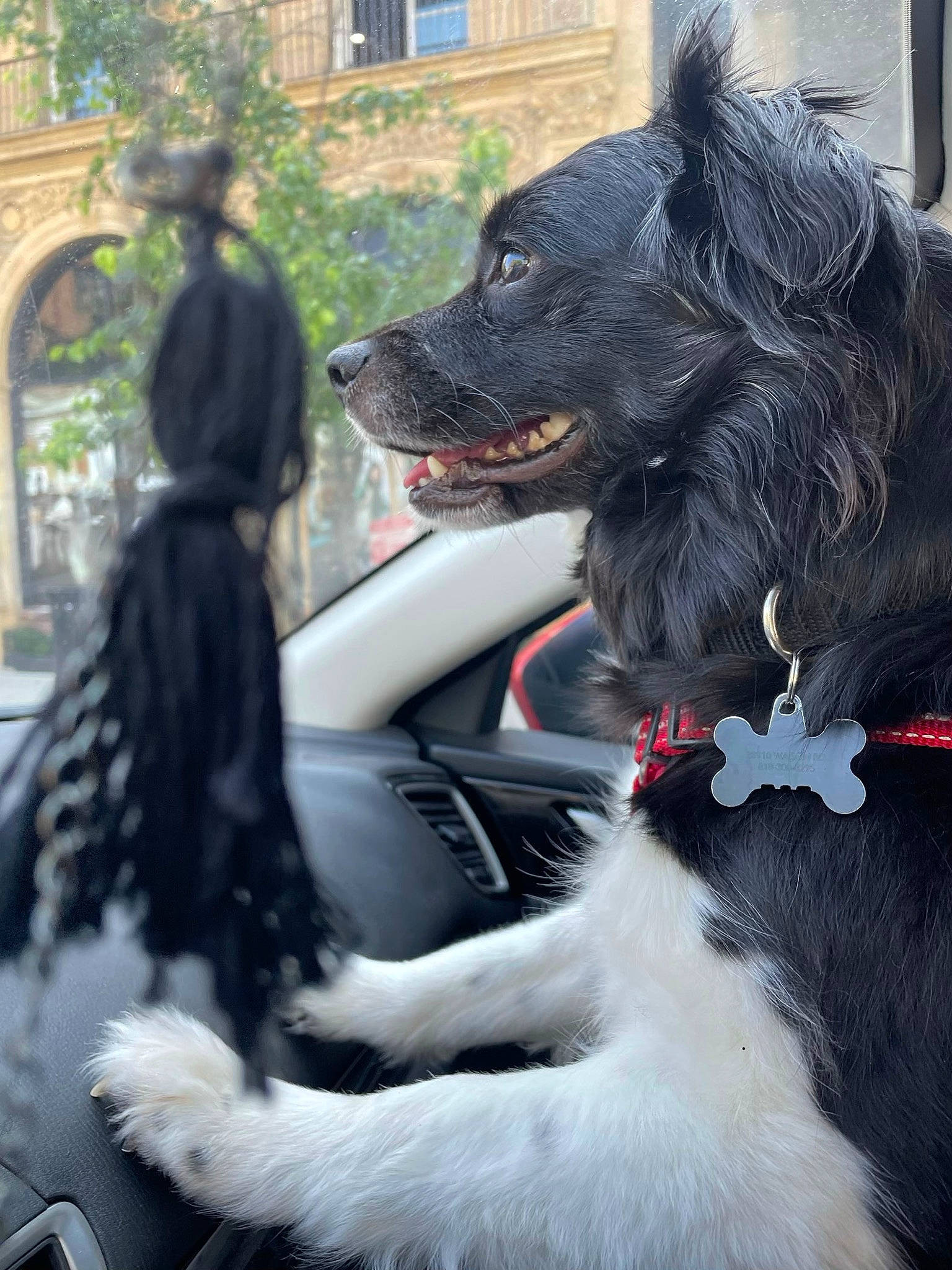 Billy Bob joined the competition — help win amazing prizes! black, canidae, carnivore, collar, companion_dog, dog, dog_breed, dog_collar, event, fang, fur, leash, mammal, snout, sporting_group, textile, tree, vertebrate, whiskers, window
