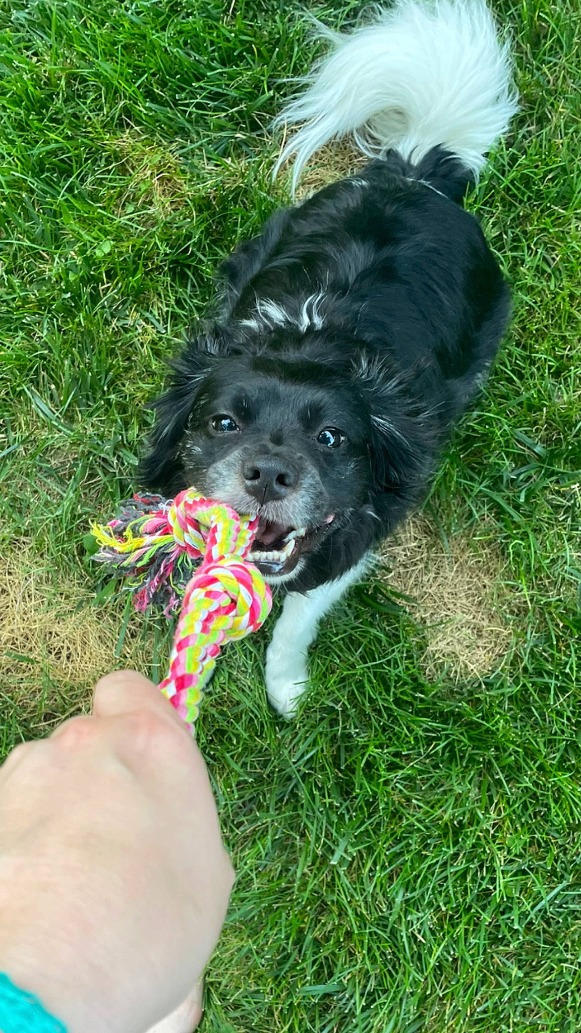 Billy Bob joined the competition — help win amazing prizes! ball, canidae, carnivore, collar, companion_dog, dog, dog_breed, dog_collar, fur, grass, herding_dog, lawn, leash, plant, snout, soil, sporting_group, tail, working_animal, working_dog