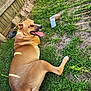 dog, grass, yard, fence, outdoor, pet, canine, tongue_out, relaxed, sunlight, happy, brown_coat, plastic_bottle, nature, summer, animal, resting, daytime, paw, playful