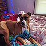 dog, bed, blanket, rope_toy, brown_dog, white_markings, indoor, cozy, furniture, window_blinds, soft_light, fairy_lights, wooden_drawer, red_blanket, pink_blanket, resting, pet, animal, playful, relaxed