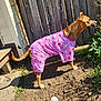 Poppy is registered to the contest to win money with this photo: dog, canine, animal, pet, outdoor, yard, fence, grass, dirt, ball, toy, pink_clothing, costume, ghost_pattern, pumpkin_pattern, sunlight, shadow, plant, wood, alert