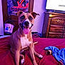 dog, smiling, tongue_out, bed, blanket, poster, spiderman, wooden_dresser, television, indoor, pet, happy, brown_dog, canine, furniture, room, cozy, animal, sitting, tongue