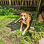 dog, brown, white, grass, dirt, yard, fence, wooden_fence, plant, greenery, sunlight, outdoor, pet, canine, tongue_out, happy, ears_up, tongue, resting, nature